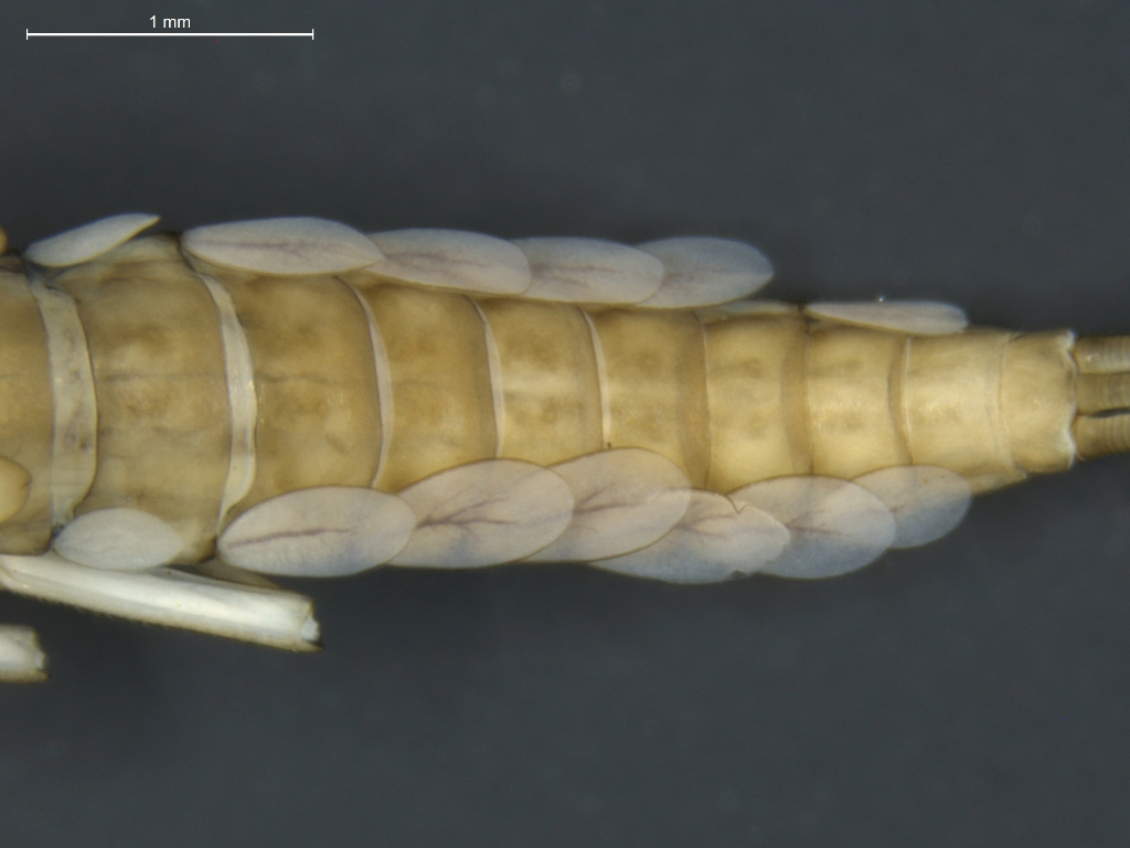 Baetis scambus